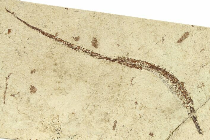 Fossil Pipefish (Hipposyngnathus) - California #294308